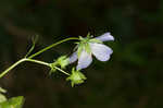 Largeflower baby blue eyes